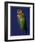 Rosy Faced Lovebirds-Art Wolfe-Framed Photographic Print