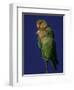 Rosy Faced Lovebirds-Art Wolfe-Framed Photographic Print