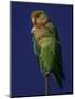 Rosy Faced Lovebirds-Art Wolfe-Mounted Photographic Print