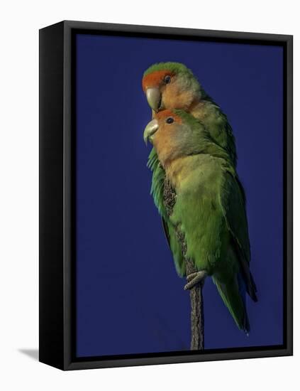 Rosy Faced Lovebirds-Art Wolfe-Framed Stretched Canvas