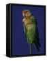 Rosy Faced Lovebirds-Art Wolfe-Framed Stretched Canvas