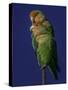 Rosy Faced Lovebirds-Art Wolfe-Stretched Canvas