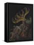 Rosy Feather Star-Philip Henry Gosse-Framed Stretched Canvas