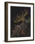 Rosy Feather Star-Philip Henry Gosse-Framed Giclee Print