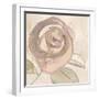 Rosy Flower II-Jacob Q-Framed Art Print