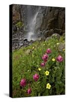 Rosy Paintbrush and Alpine Avens, San Juan Nat'l Forest, Colorado, USA-James Hager-Stretched Canvas