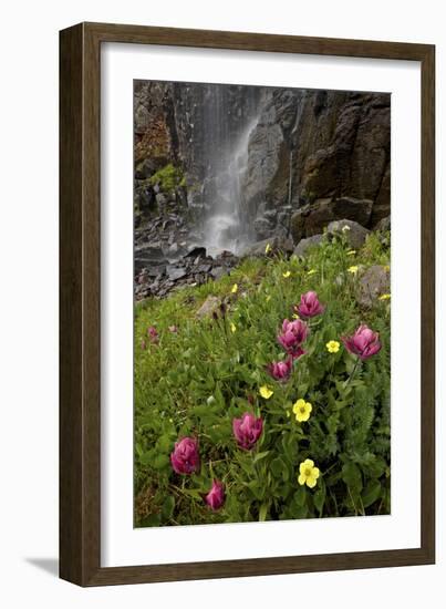 Rosy Paintbrush and Alpine Avens, San Juan Nat'l Forest, Colorado, USA-James Hager-Framed Photographic Print