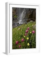 Rosy Paintbrush and Alpine Avens, San Juan Nat'l Forest, Colorado, USA-James Hager-Framed Photographic Print