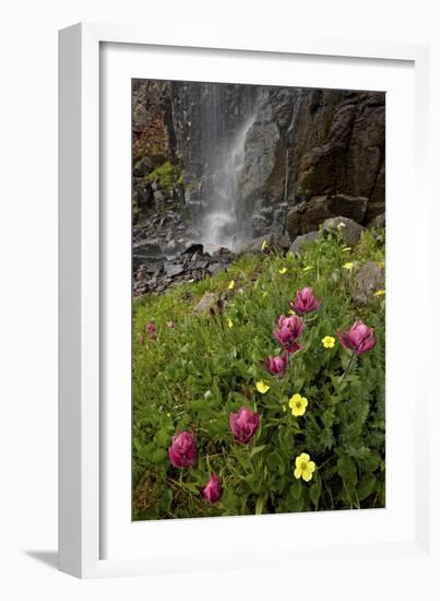 Rosy Paintbrush and Alpine Avens, San Juan Nat'l Forest, Colorado, USA-James Hager-Framed Photographic Print