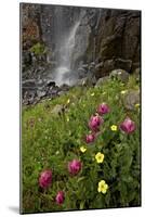 Rosy Paintbrush and Alpine Avens, San Juan Nat'l Forest, Colorado, USA-James Hager-Mounted Photographic Print