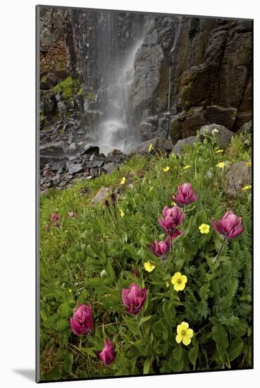 Rosy Paintbrush and Alpine Avens, San Juan Nat'l Forest, Colorado, USA-James Hager-Mounted Photographic Print