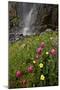 Rosy Paintbrush and Alpine Avens, San Juan Nat'l Forest, Colorado, USA-James Hager-Mounted Photographic Print