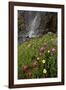 Rosy Paintbrush and Alpine Avens, San Juan Nat'l Forest, Colorado, USA-James Hager-Framed Photographic Print