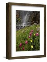 Rosy Paintbrush and Alpine Avens, San Juan Nat'l Forest, Colorado, USA-James Hager-Framed Photographic Print