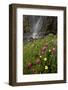 Rosy Paintbrush and Alpine Avens, San Juan Nat'l Forest, Colorado, USA-James Hager-Framed Photographic Print