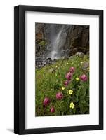 Rosy Paintbrush and Alpine Avens, San Juan Nat'l Forest, Colorado, USA-James Hager-Framed Photographic Print