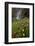 Rosy Paintbrush and Alpine Avens, San Juan Nat'l Forest, Colorado, USA-James Hager-Framed Photographic Print