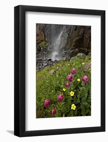 Rosy Paintbrush and Alpine Avens, San Juan Nat'l Forest, Colorado, USA-James Hager-Framed Photographic Print