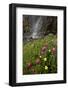 Rosy Paintbrush and Alpine Avens, San Juan Nat'l Forest, Colorado, USA-James Hager-Framed Photographic Print