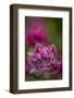 Rosy Paintbrush, San Juan Nat'l Forest, Colorado, USA-James Hager-Framed Photographic Print