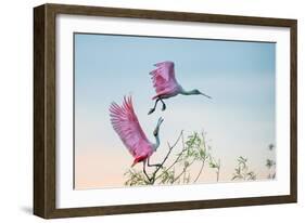 Rosy Pair (Roseate Spoonbills)-C. Mei-Framed Photographic Print