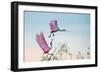 Rosy Pair (Roseate Spoonbills)-C. Mei-Framed Photographic Print