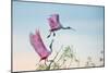 Rosy Pair (Roseate Spoonbills)-C. Mei-Mounted Photographic Print