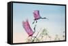 Rosy Pair (Roseate Spoonbills)-C. Mei-Framed Stretched Canvas