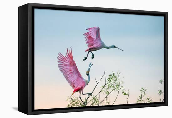 Rosy Pair (Roseate Spoonbills)-C. Mei-Framed Stretched Canvas
