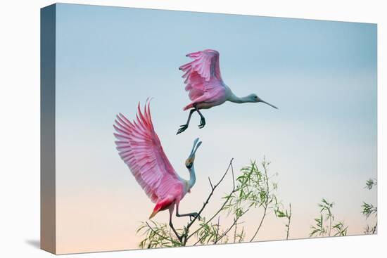 Rosy Pair (Roseate Spoonbills)-C. Mei-Stretched Canvas