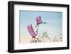 Rosy Pair (Roseate Spoonbills)-C. Mei-Framed Photographic Print