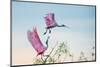 Rosy Pair (Roseate Spoonbills)-C. Mei-Mounted Photographic Print