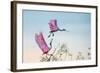 Rosy Pair (Roseate Spoonbills)-C. Mei-Framed Photographic Print