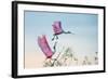 Rosy Pair (Roseate Spoonbills)-C. Mei-Framed Photographic Print