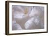 Rosy Petals I-Rita Crane-Framed Photographic Print