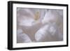 Rosy Petals I-Rita Crane-Framed Photographic Print