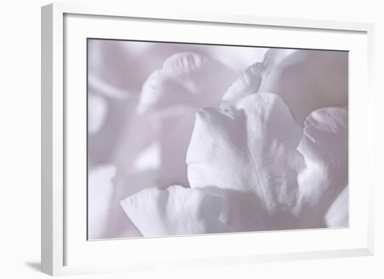 Rosy Petals II-Rita Crane-Framed Photographic Print
