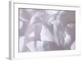 Rosy Petals II-Rita Crane-Framed Photographic Print