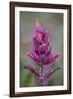 Rosy Pintbrush (Castilleja Rhexifolia), Gunnison National Forest, Colorado, USA-James Hager-Framed Photographic Print