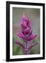 Rosy Pintbrush (Castilleja Rhexifolia), Gunnison National Forest, Colorado, USA-James Hager-Framed Photographic Print