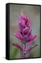 Rosy Pintbrush (Castilleja Rhexifolia), Gunnison National Forest, Colorado, USA-James Hager-Framed Stretched Canvas