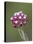 Rosy Pussytoes (Antennaria Microphylla), Glacier Nat'l Park, Montana, USA-James Hager-Stretched Canvas