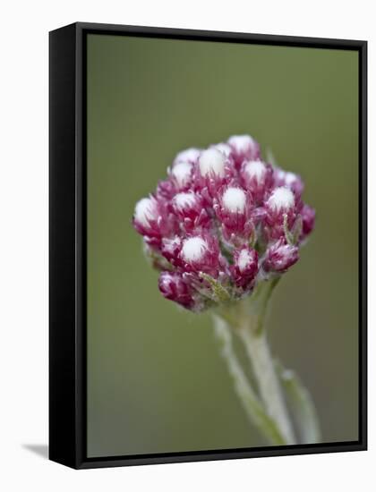 Rosy Pussytoes (Antennaria Microphylla), Glacier Nat'l Park, Montana, USA-James Hager-Framed Stretched Canvas