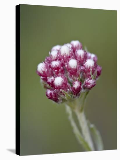 Rosy Pussytoes (Antennaria Microphylla), Glacier Nat'l Park, Montana, USA-James Hager-Stretched Canvas