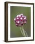 Rosy Pussytoes (Antennaria Microphylla), Glacier Nat'l Park, Montana, USA-James Hager-Framed Photographic Print