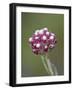 Rosy Pussytoes (Antennaria Microphylla), Glacier Nat'l Park, Montana, USA-James Hager-Framed Photographic Print