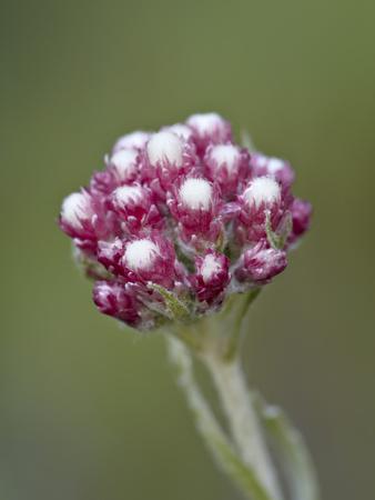 https://imgc.allpostersimages.com/img/posters/rosy-pussytoes-antennaria-microphylla-glacier-nat-l-park-montana-usa_u-L-PHCWQ40.jpg?artPerspective=n