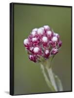 Rosy Pussytoes (Antennaria Microphylla), Glacier Nat'l Park, Montana, USA-James Hager-Framed Photographic Print