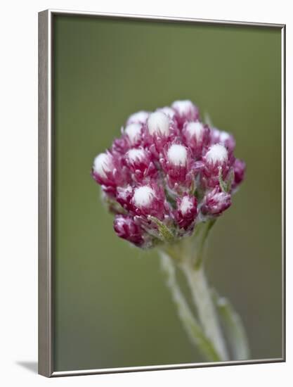 Rosy Pussytoes (Antennaria Microphylla), Glacier Nat'l Park, Montana, USA-James Hager-Framed Photographic Print