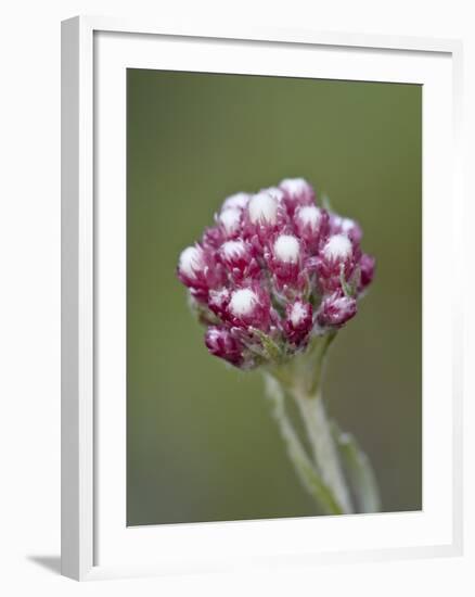 Rosy Pussytoes (Antennaria Microphylla), Glacier Nat'l Park, Montana, USA-James Hager-Framed Photographic Print